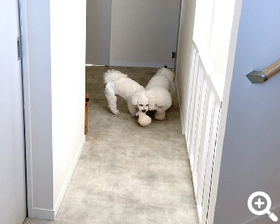 当店のサービス「ペットホテル」 | 一時預かりもお気軽にご相談ください。 |  おうちDOGサロン リン